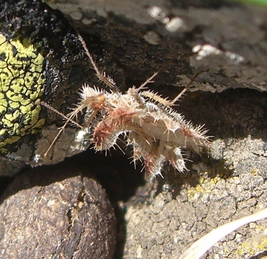 Coreidae: Phyllomorpha laciniata delle Madonie m1900