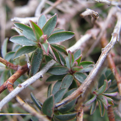 Euphorbia spinosa / Euforbia spinosa