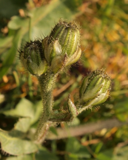 Crepis vesicaria ...