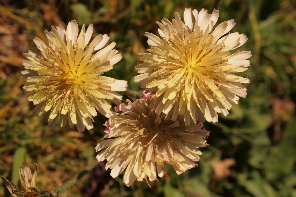 Crepis vesicaria ...