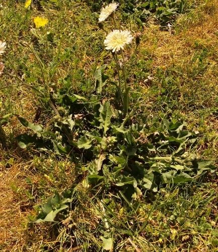 Crepis vesicaria ...