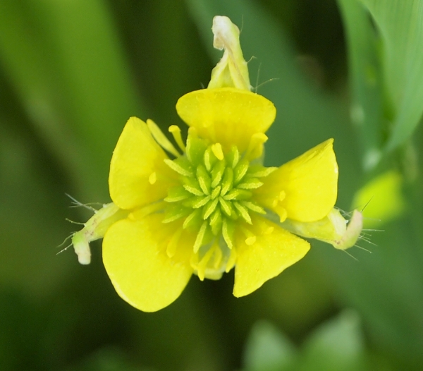 Ranunculus muricatus L.
