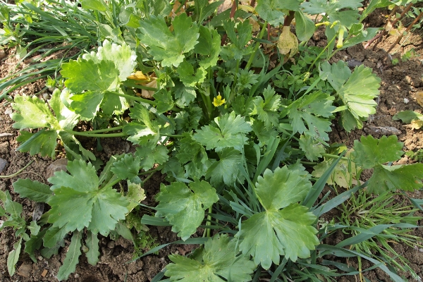 Ranunculus muricatus L.