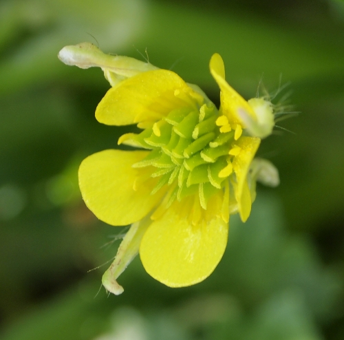 Ranunculus muricatus L.
