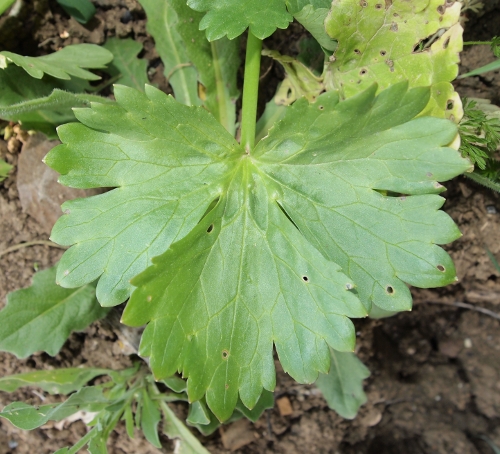 Ranunculus muricatus L.