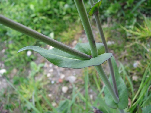 Brassica rapa / Cavolo rapa