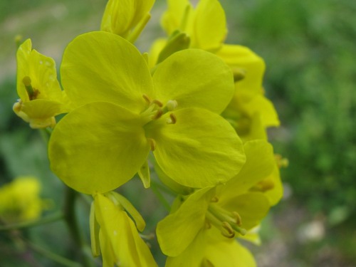 Brassica rapa / Cavolo rapa