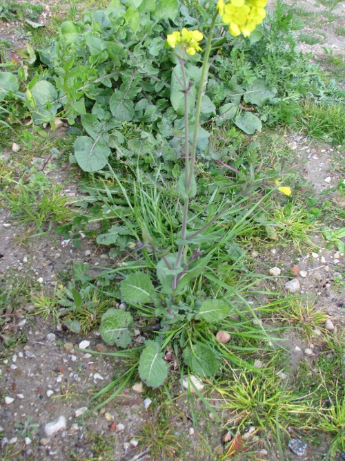 Brassica rapa / Cavolo rapa