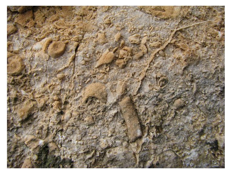 scogliera del Triassico - Madonie - Sicilia