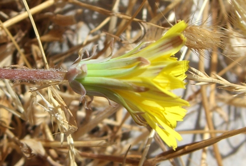Taraxacum megalorrhizon (Forsskal) Hand.-Mazz.