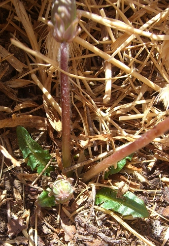 Taraxacum megalorrhizon (Forsskal) Hand.-Mazz.
