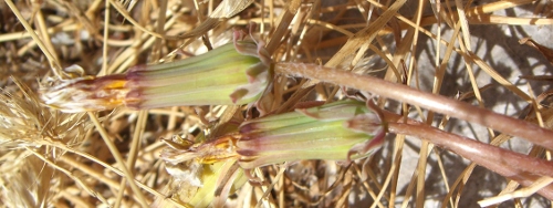Taraxacum megalorrhizon (Forsskal) Hand.-Mazz.