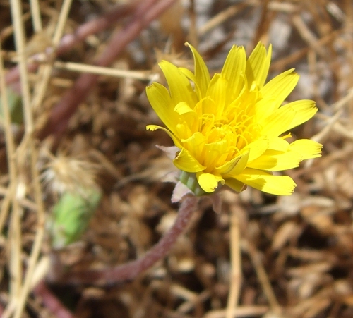 Taraxacum megalorrhizon (Forsskal) Hand.-Mazz.
