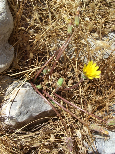 Taraxacum megalorrhizon (Forsskal) Hand.-Mazz.