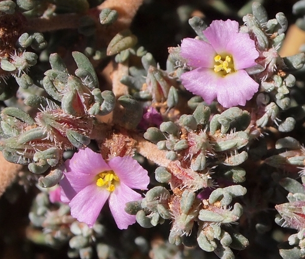 Frankenia hirsuta / Erba franca pelosa