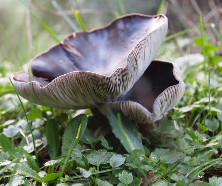 Monti Sicani