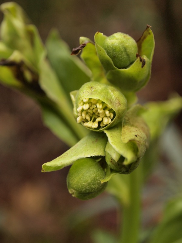 Helleborus foetidus L.