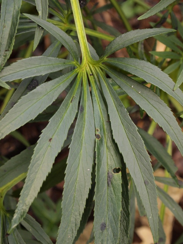 Helleborus foetidus L.