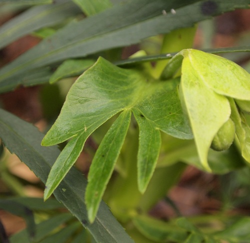 Helleborus foetidus L.