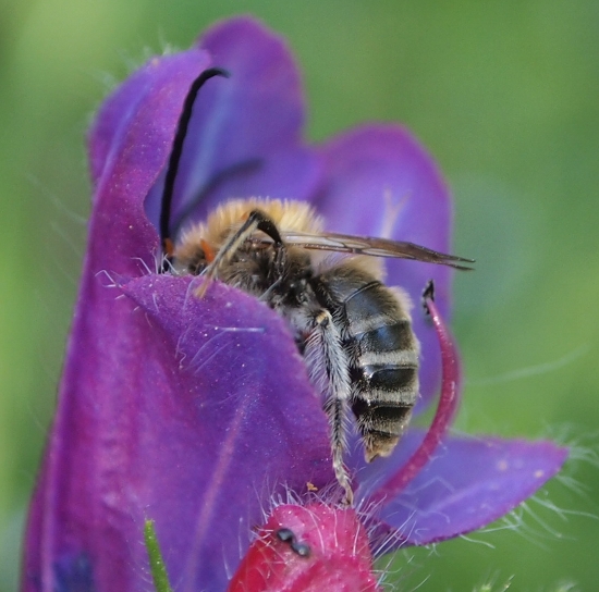 su Echium: Eucera sp.?
