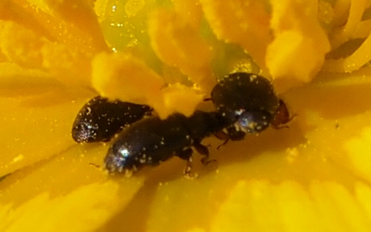piccoli coleotteri su Ranunculus: Meligethes (Nitidulidae)
