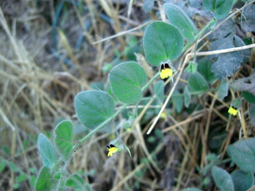 Kickxia dei Nebrodi : Kickxia spuria