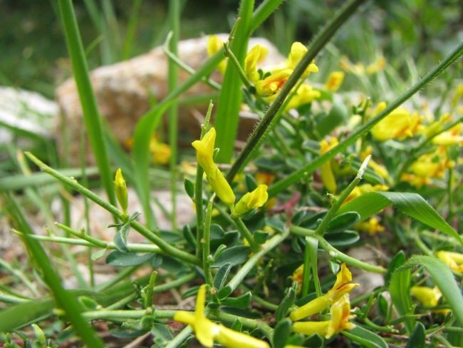 Anthyllis hermanniae / Vulneraria spinosa