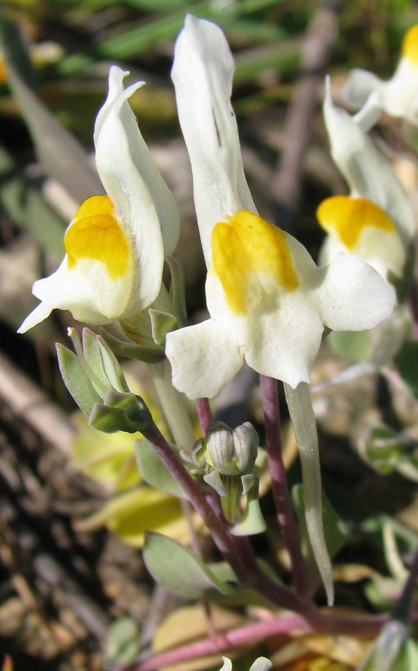 Linaria reflexa / Linajola riflessa