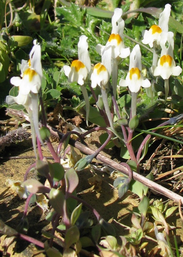 Linaria reflexa / Linajola riflessa