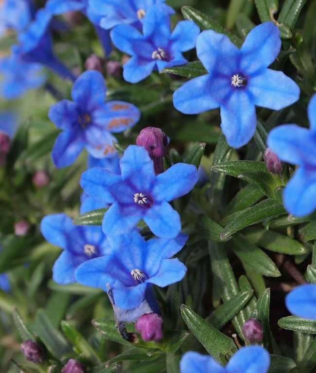 Lithodora rosmarinifolia / Erba-perla mediterranea