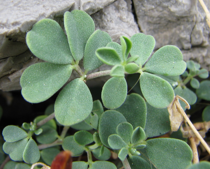 Lotus cytisoides / Ginestrino delle scogliere