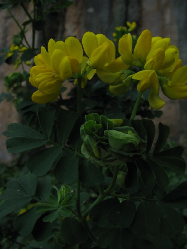 Coronilla valentina