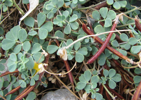 Lotus cytisoides / Ginestrino delle scogliere