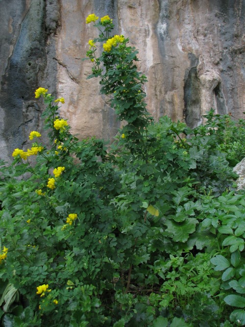 Coronilla valentina