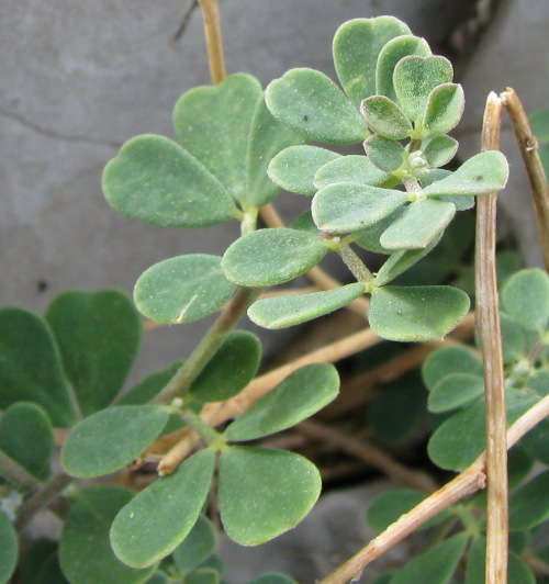 Lotus cytisoides / Ginestrino delle scogliere