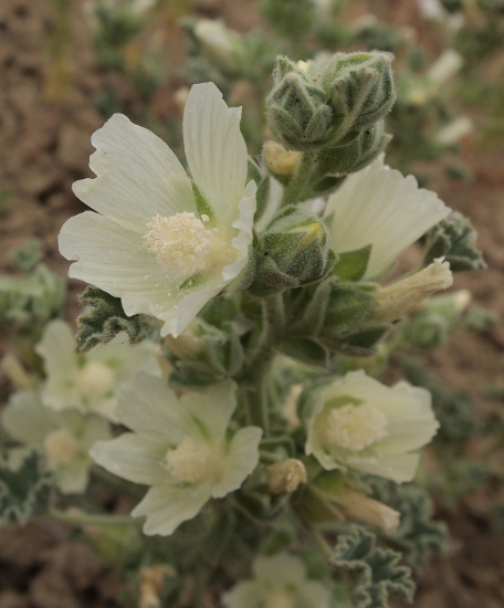 Malva agrigentina / Malvone di Agrigento
