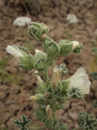 Malva agrigentina / Malvone di Agrigento
