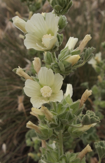 Malva agrigentina / Malvone di Agrigento