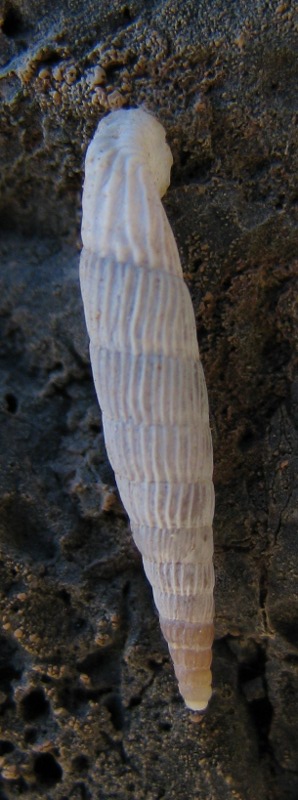 Albinaria di Creta 2 [Albinaria cf. sublamellosa]