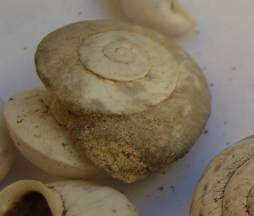 marmorana carenata e non