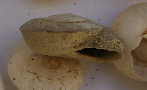 marmorana carenata e non