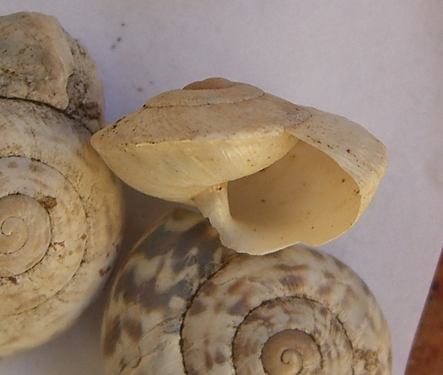 marmorana carenata e non