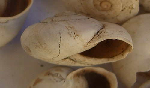marmorana carenata e non