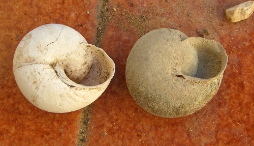 marmorana carenata e non
