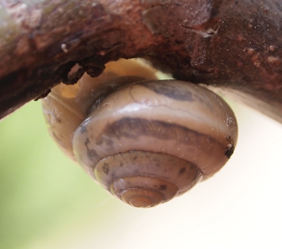Hygromiidae Monti Iblei (Sicilia)