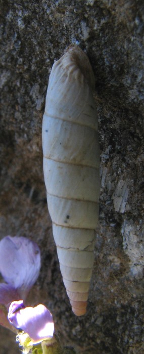 Albinaria di Creta 3 [Albinaria cf. eburnea]