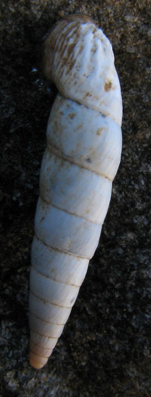 Albinaria di Creta 3 [Albinaria cf. eburnea]