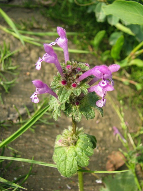 Lamium amplexicaule