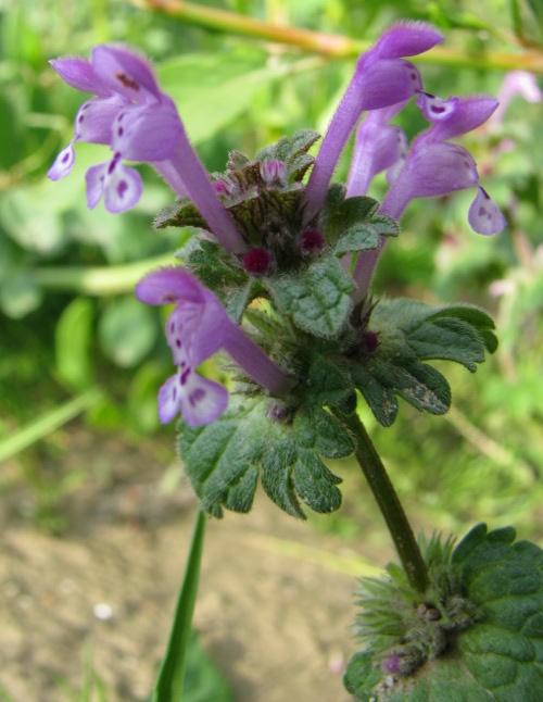 Lamium amplexicaule