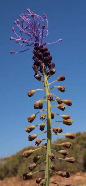 Muscari comosum / Lampagione